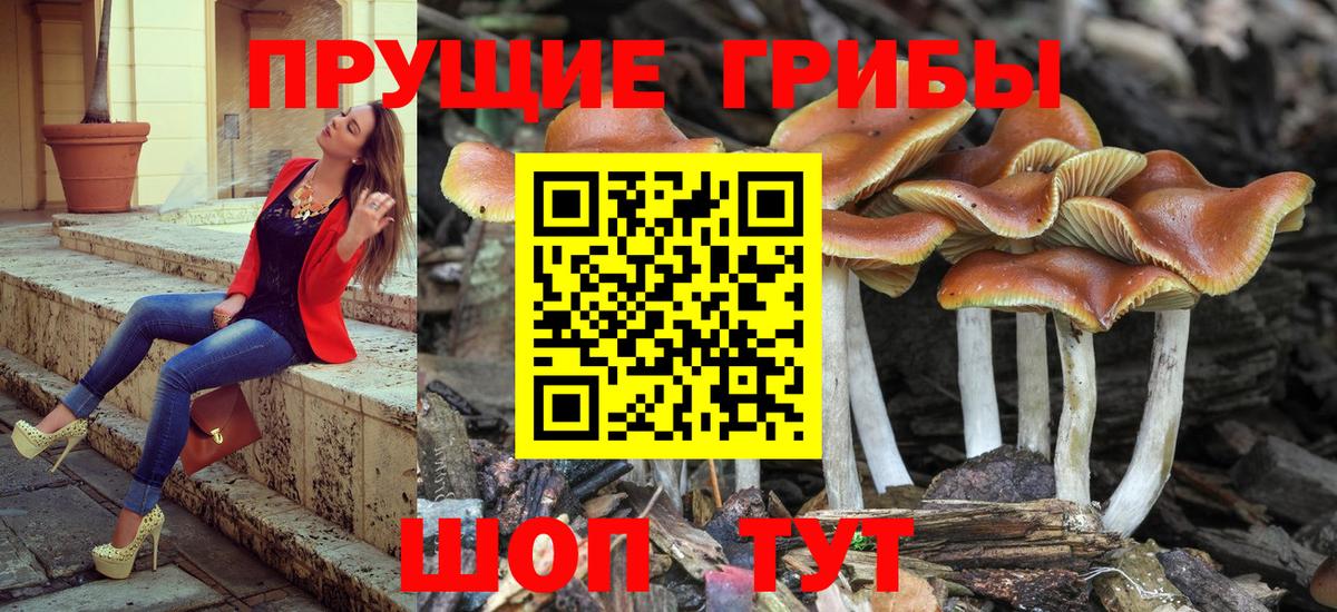 Чапаевск  Псилоцибиновые грибы Psilocybine cubensis  Галлюциногенные грибы Cubensis  Вход с VPN 